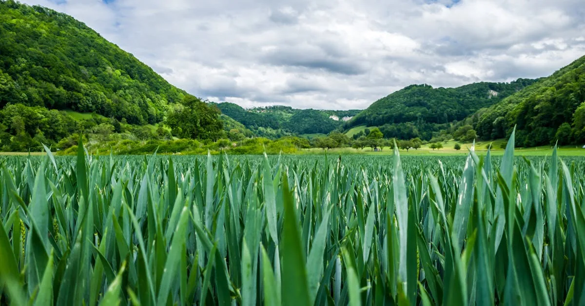 découvrez l'agriculture écologique, une méthode respectueuse de l'environnement visant à préserver la biodiversité et à promouvoir une production durable et saine.