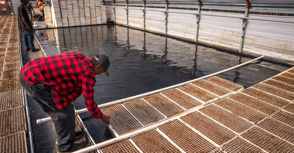 découvrez l'aquaponie, une méthode durable combinant culture hydroponique et élevage de poissons pour un écosystème productif et écologique.