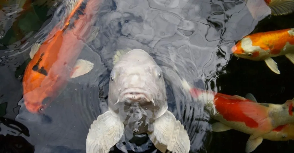 découvrez l'aquaponie, une méthode durable combinant aquaculture et hydroponie pour cultiver plantes et poissons de manière écologique et efficace.