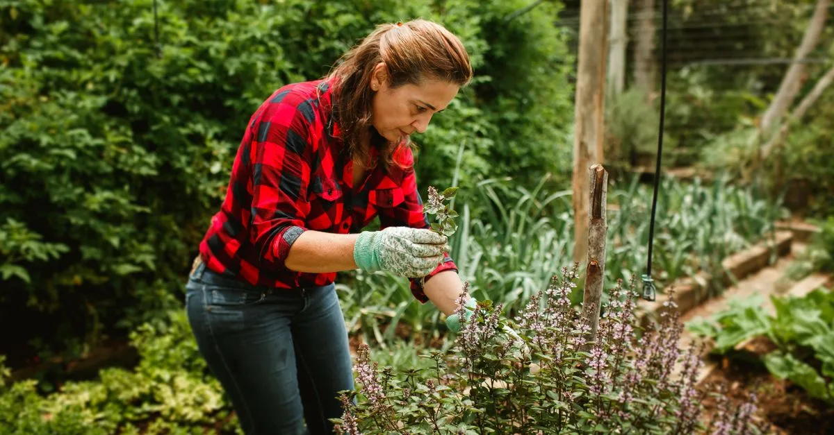 guide complet d'élagage des plantes : conseils pratiques et techniques pour tailler vos plantes et favoriser une croissance saine.