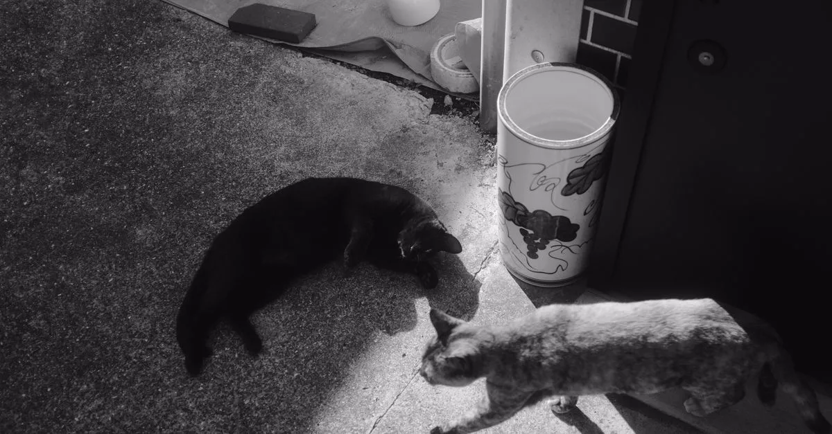découvrez comment favoriser la coexistence harmonieuse entre chats et autres animaux grâce à des conseils pratiques et des astuces éprouvées.